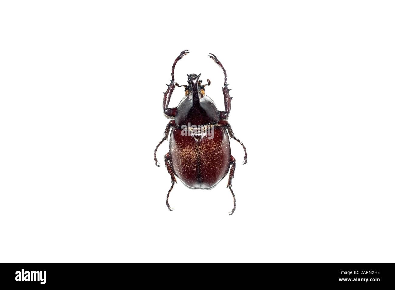 Big brown beetle, isolate on a white background, chalcosoma caucasus Stock Photo