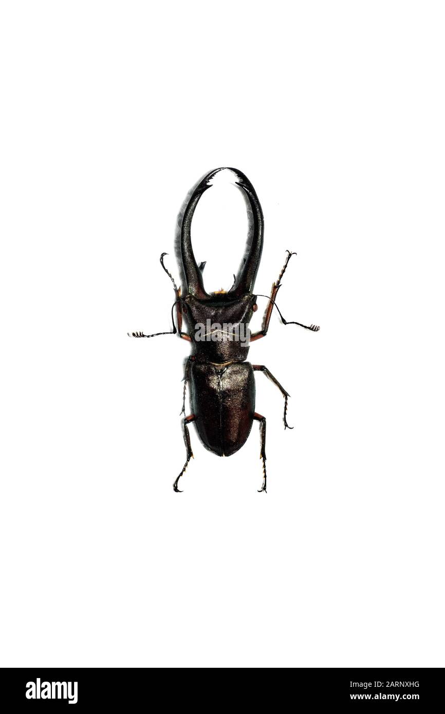Big brown beetle, isolate on a white background, cyclommatus elaphus Stock Photo