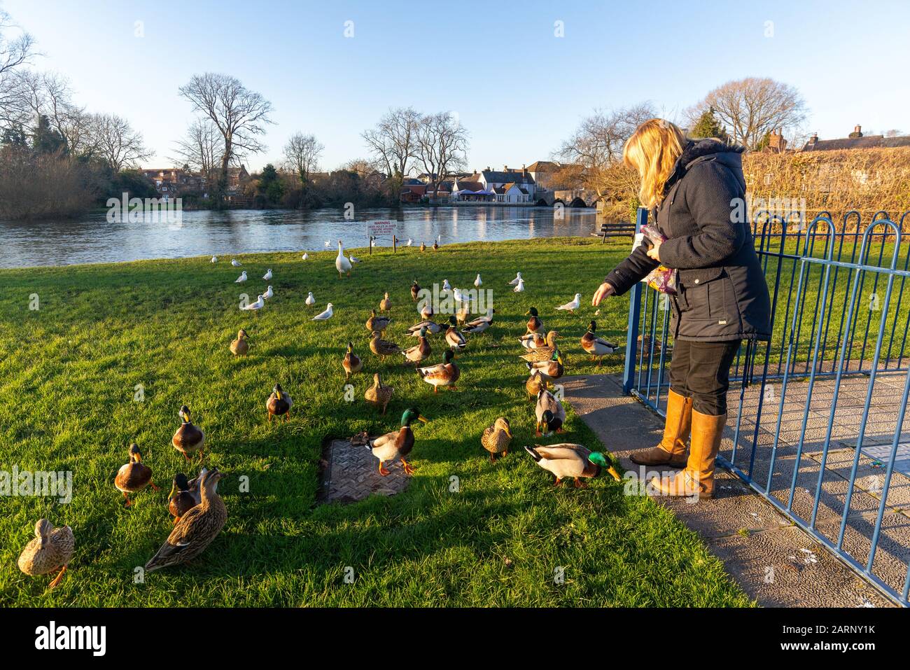 Woman feeding ducks in winter, UK Stock Photo