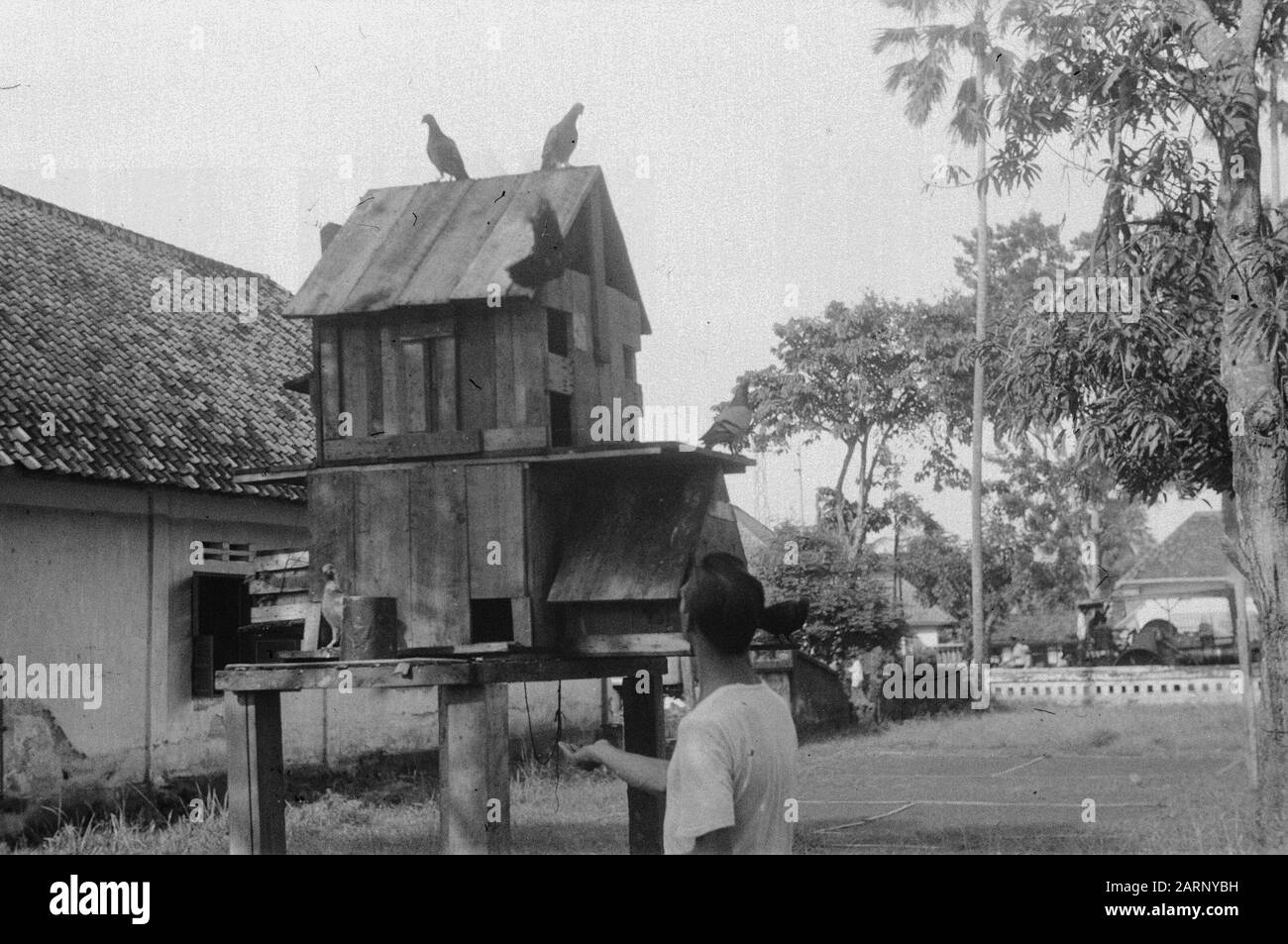 Christmas 1948 in Subang and Poerwakarta  [Pigeon fancier at dovecote] Date: 25 December 1948 Location: Indonesia, Dutch East Indies Stock Photo