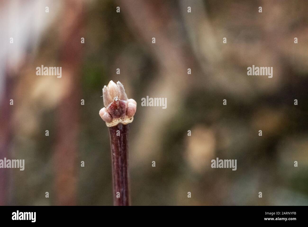 Blooming buds on a tree branch close up Stock Photo Alamy