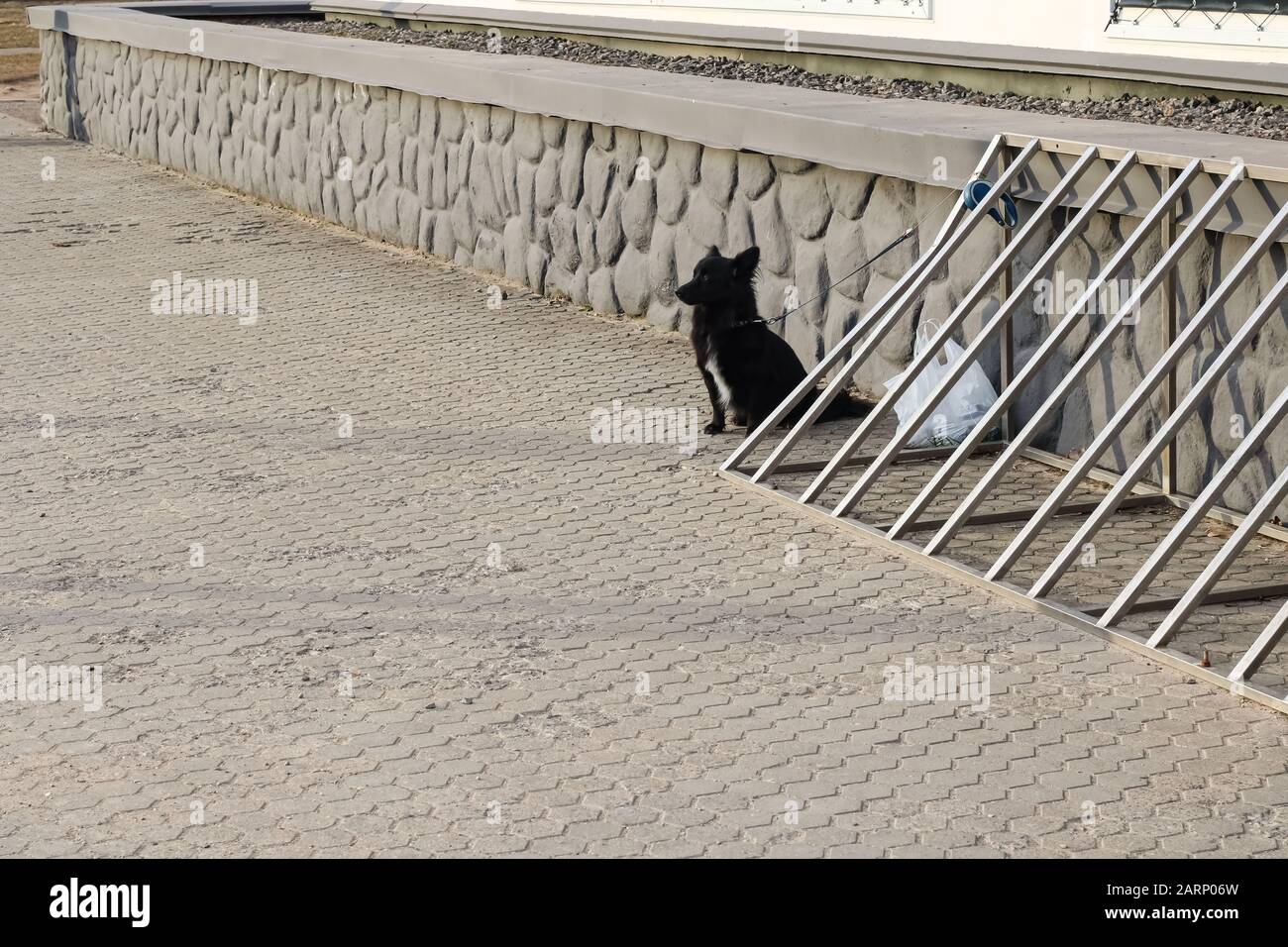 Black fluffy dog sits on the pavement close up Stock Photo - Alamy