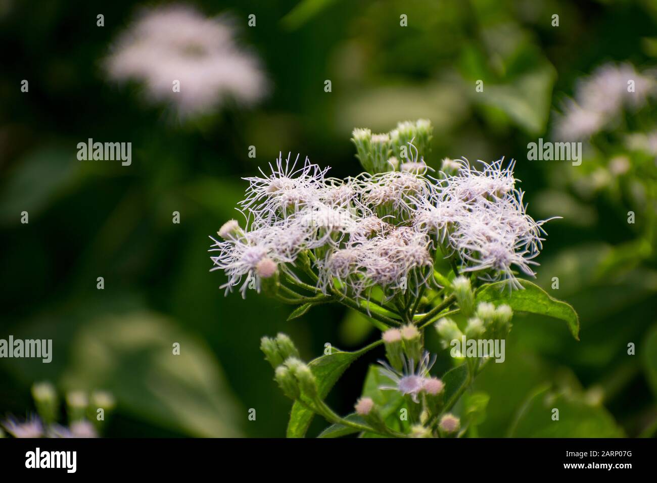Angelica pubescens is a plant in the family Apiaceae, native to Japan and China. Stock Photo