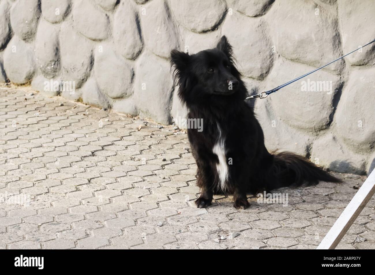 Black fluffy dog sits on the pavement close up Stock Photo - Alamy