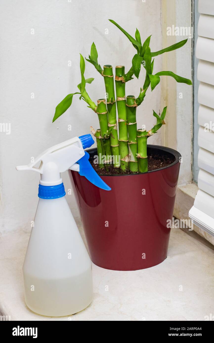 Potted green plant and atomizer close up Stock Photo
