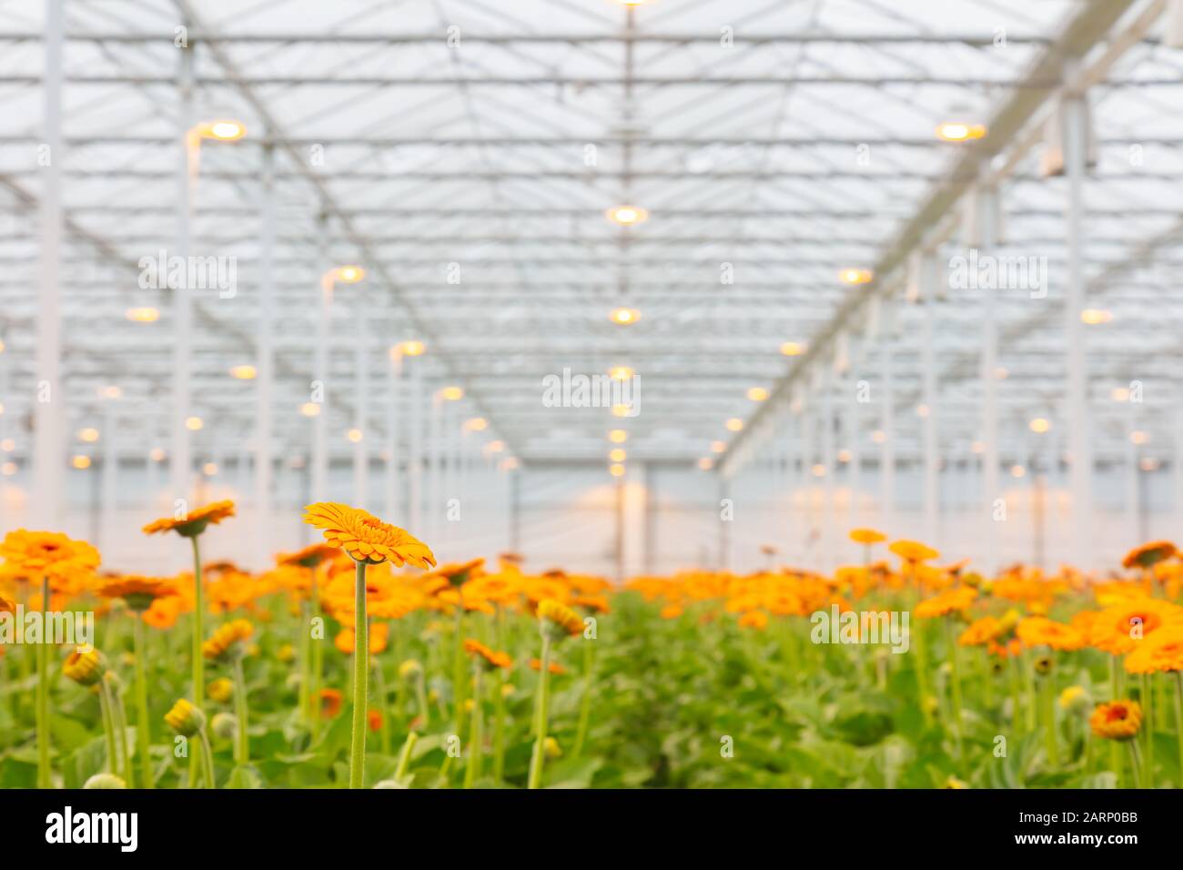 Blooming colorful orange gerberas in a Dutch greenhouse Stock Photo
