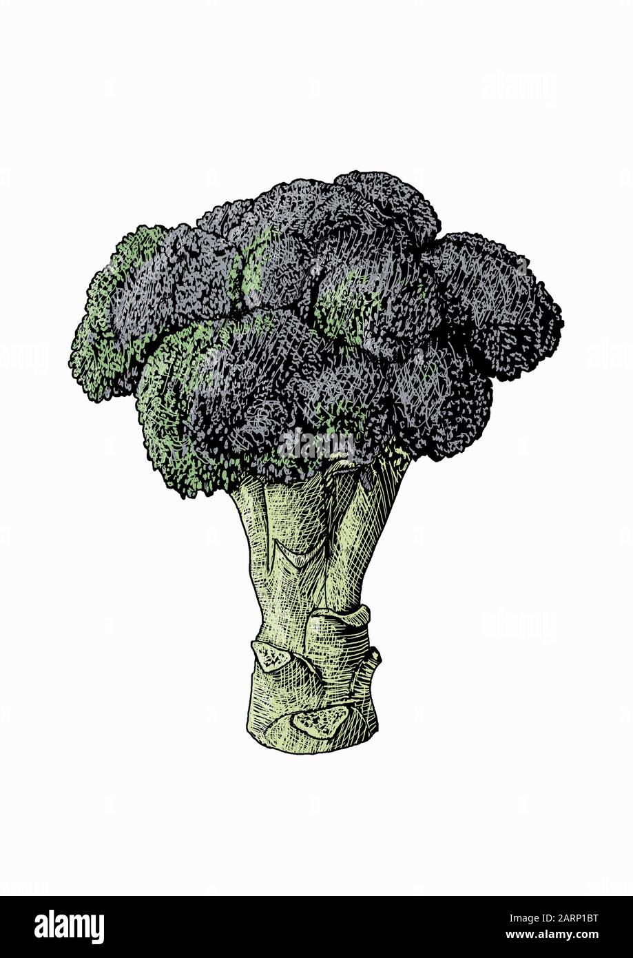 Illustration of head of broccoli Stock Photo