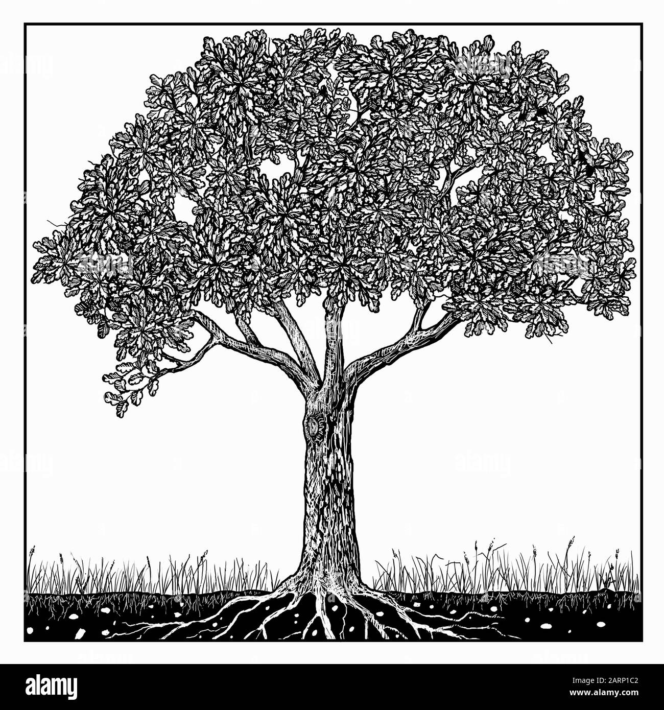 Black and white drawing of tree in summer Stock Photo