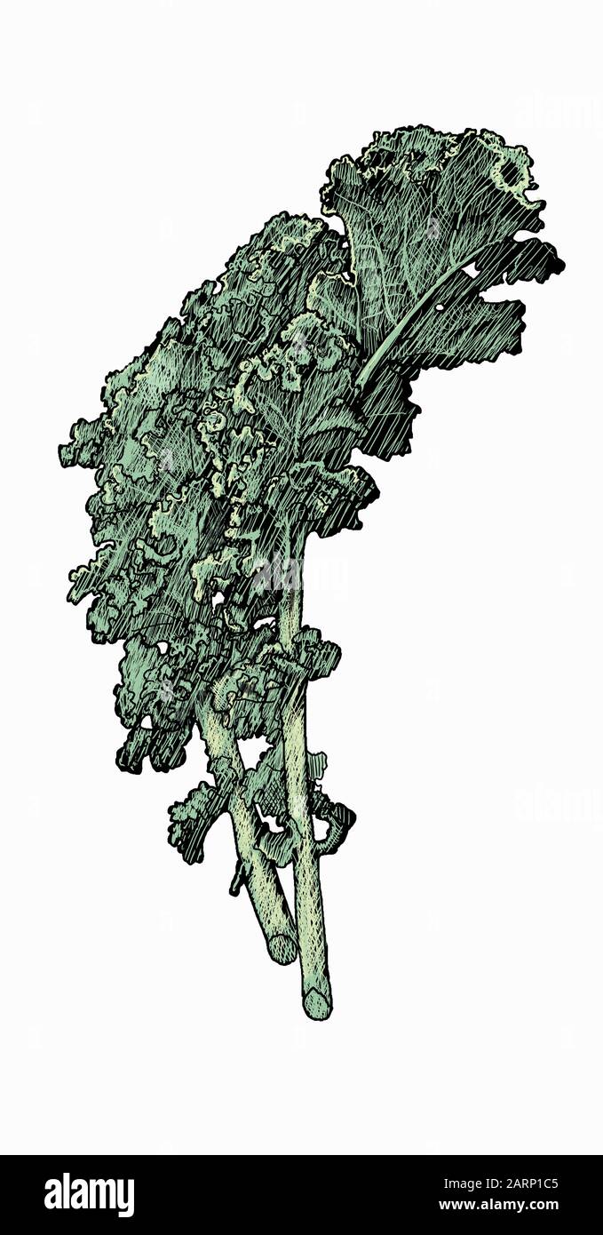 Illustration of kale leaves Stock Photo