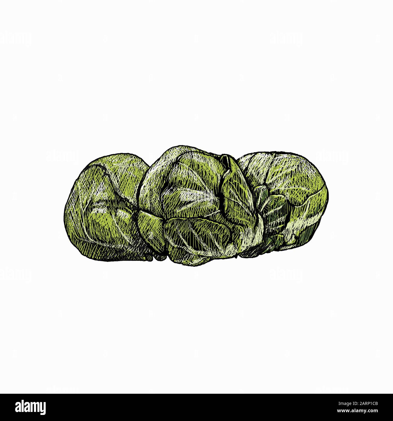 Illustration of brussels sprouts Stock Photo