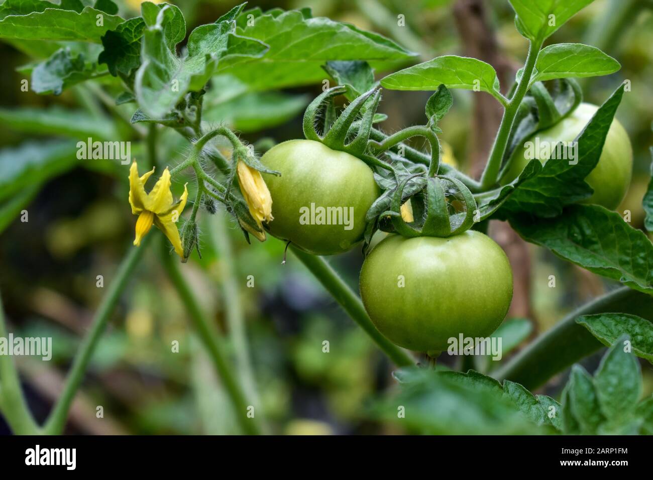 Baby Green tomato bunches in garden Stock Photo