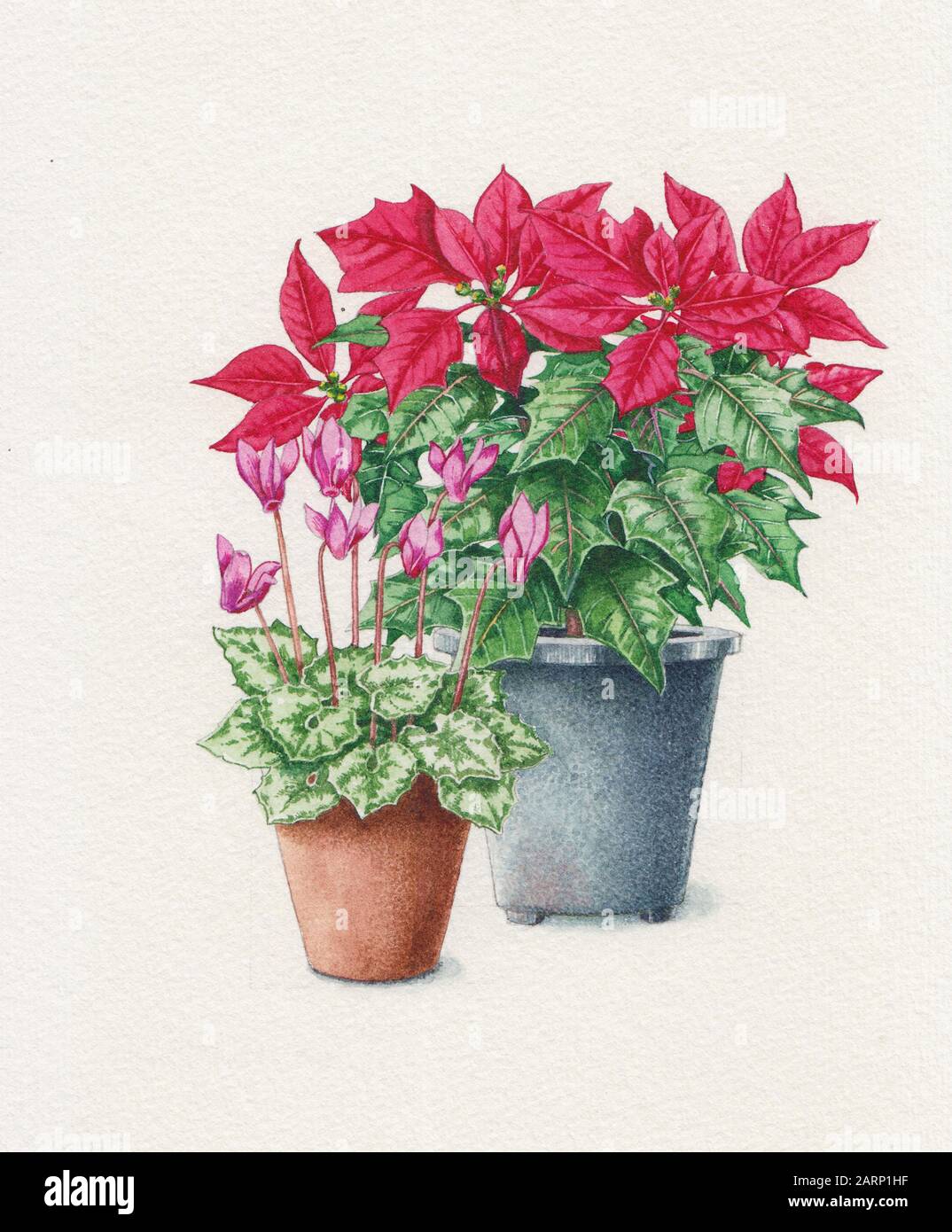 Poinsettia and cyclamen plants in pots Stock Photo