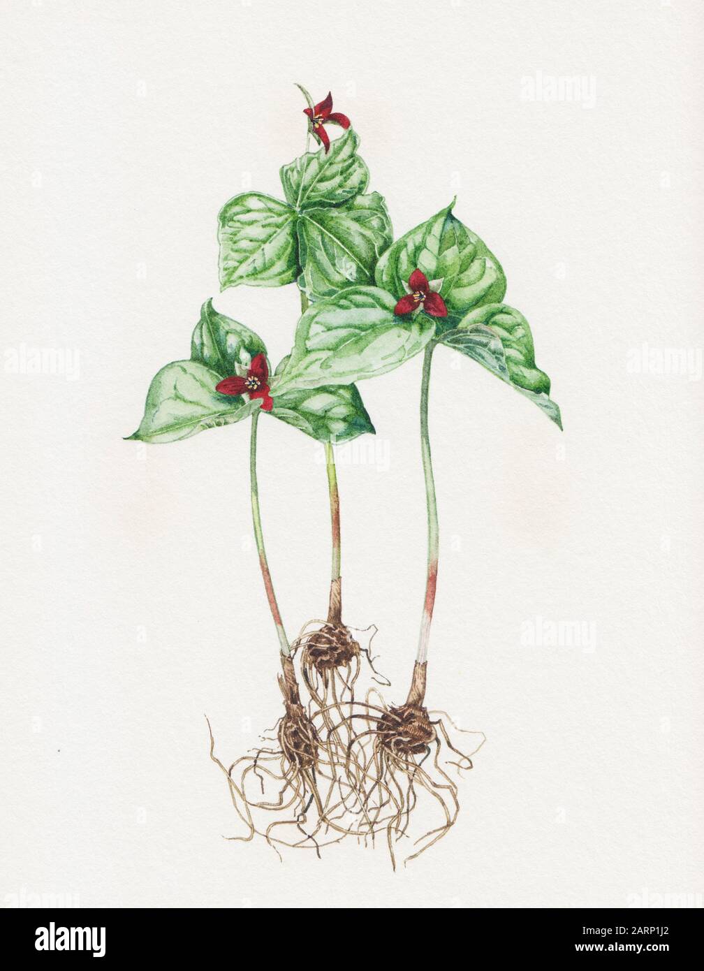 Illustration of Trillium Erectum plant Stock Photo