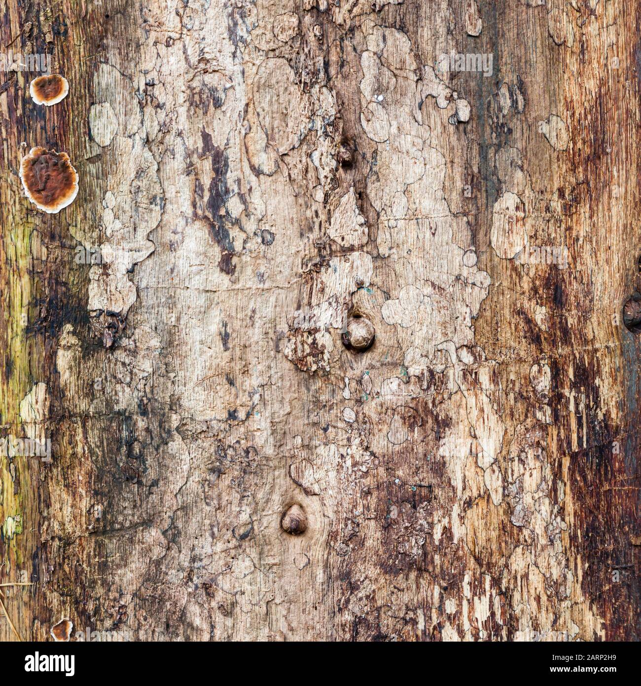 Closeup of a tree trunk with bark missing, exposing the texture of old