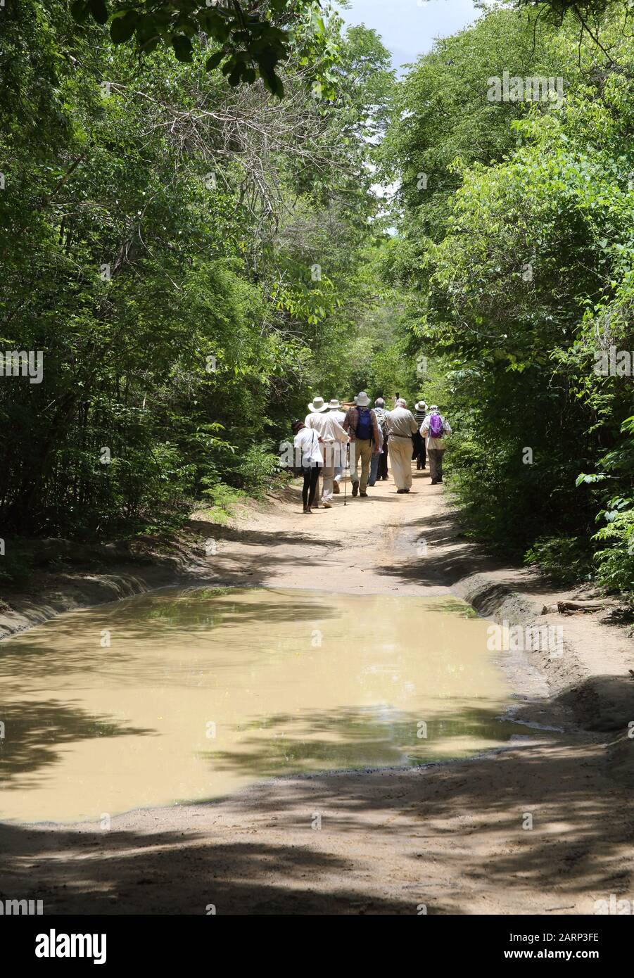Group of eco tourists visiting Kirindy reserve, dry deciduous forest, looking for wildlife, Morondava, western Madagascar. Stock Photo