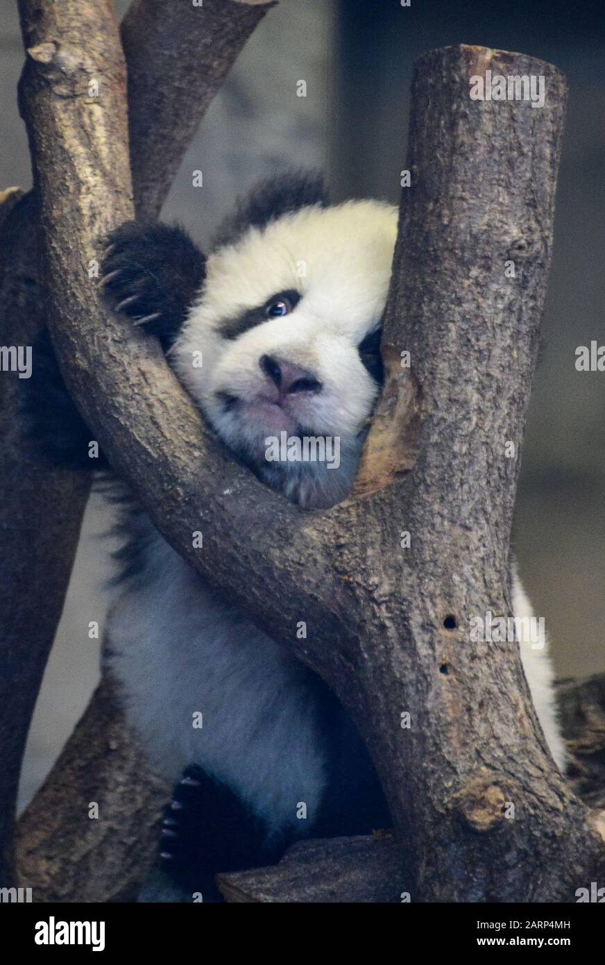 Panda cubs on show in Berlin Zoo Stock Photo - Alamy