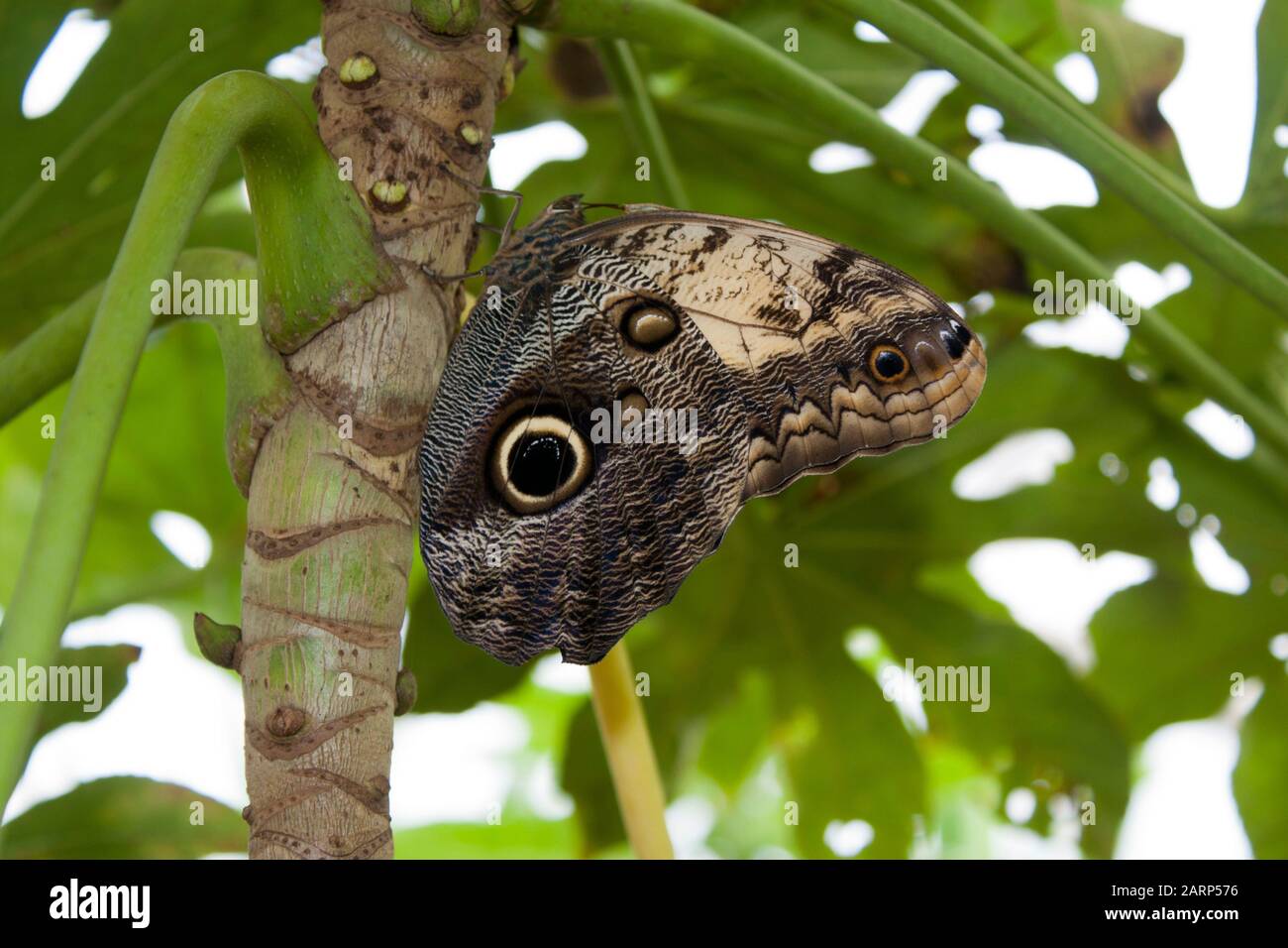 Tropical Butterfly in Butterfly house Stock Photo Alamy