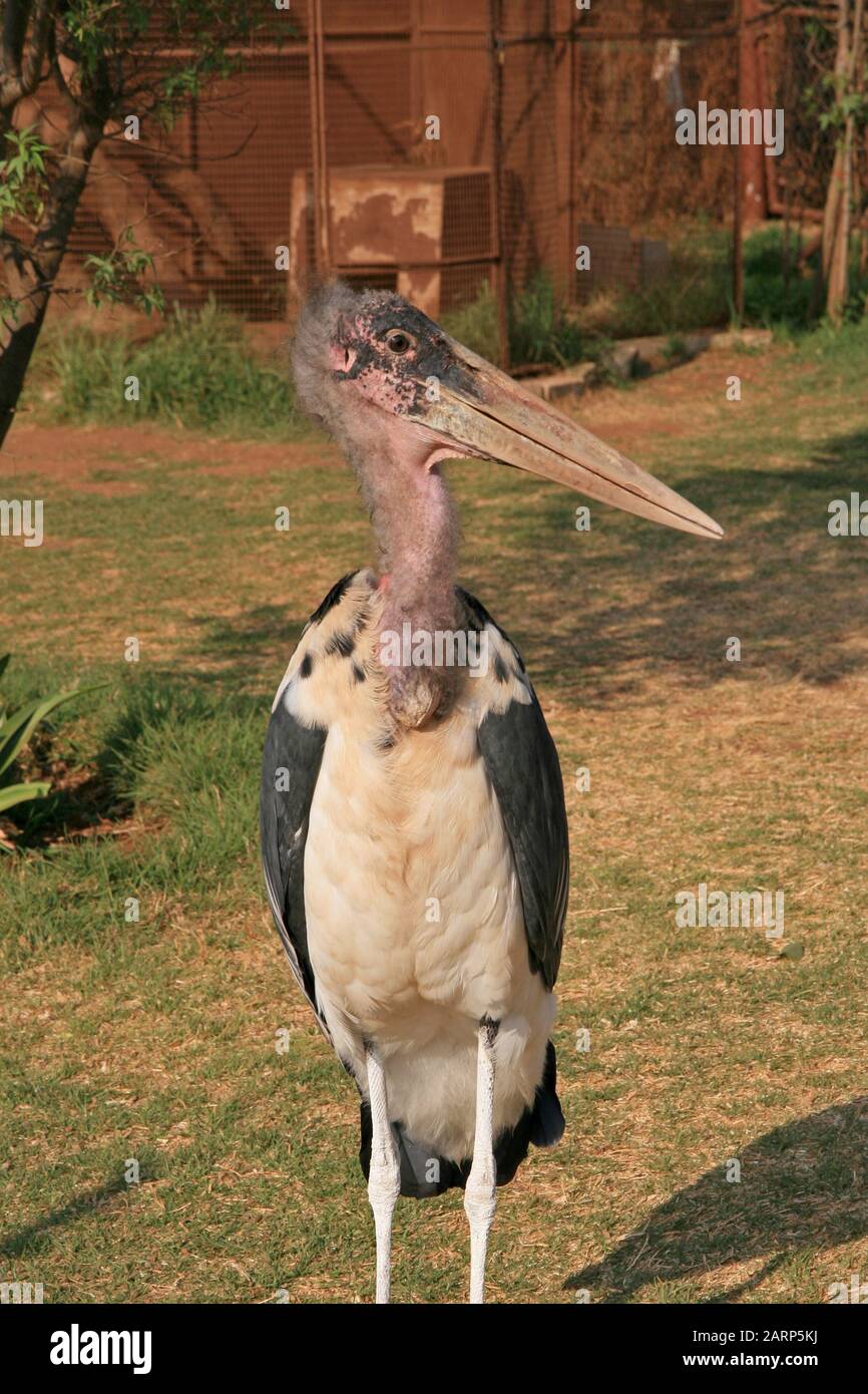 Marabou stork in Lion and Rhino Park Nature Reserve, Kromdraai, Krugersdorp, West Rand, Gauteng Province, South Africa. Stock Photo