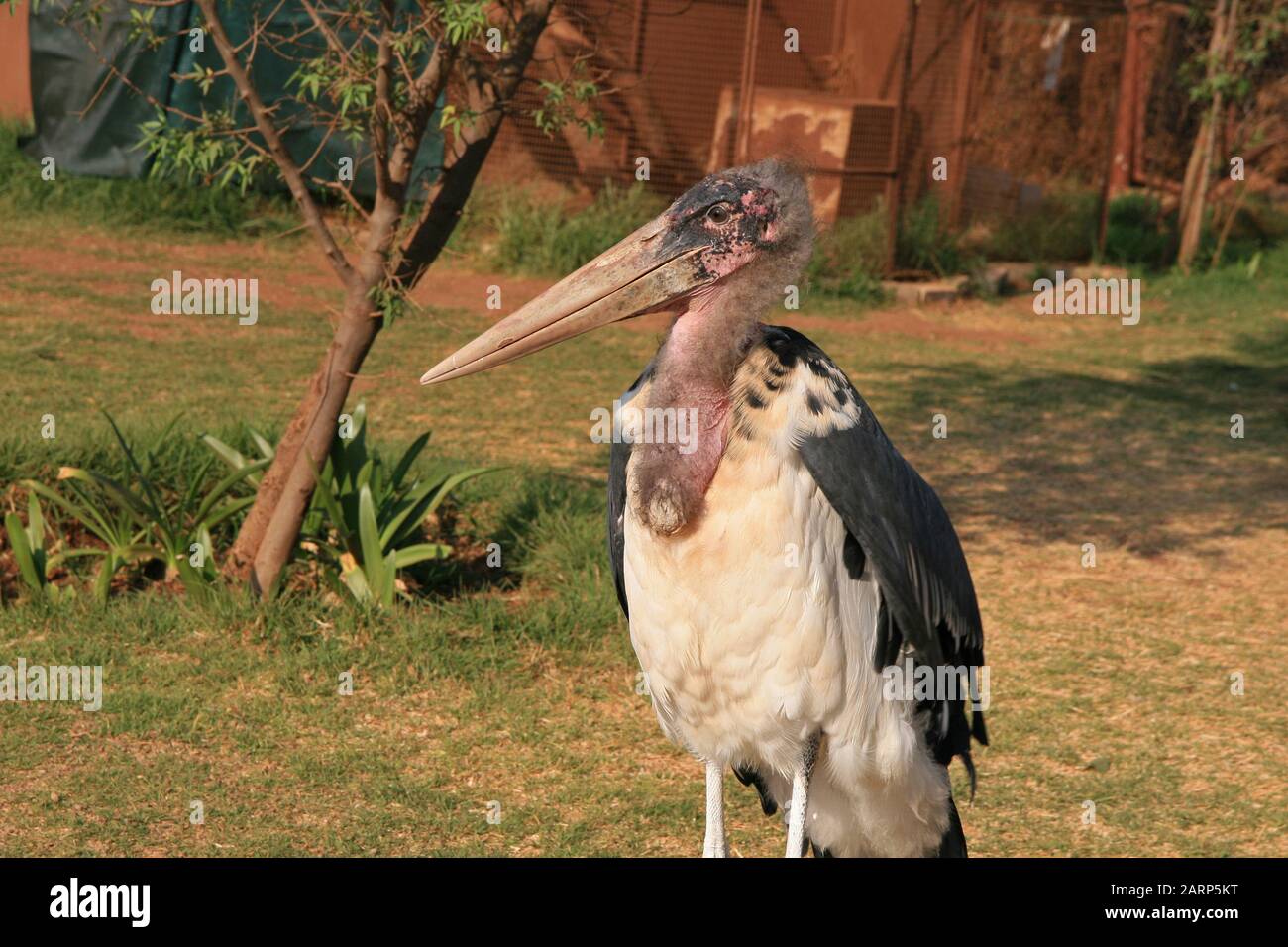 Marabou stork in Lion and Rhino Park Nature Reserve, Kromdraai, Krugersdorp, West Rand, Gauteng Province, South Africa. Stock Photo