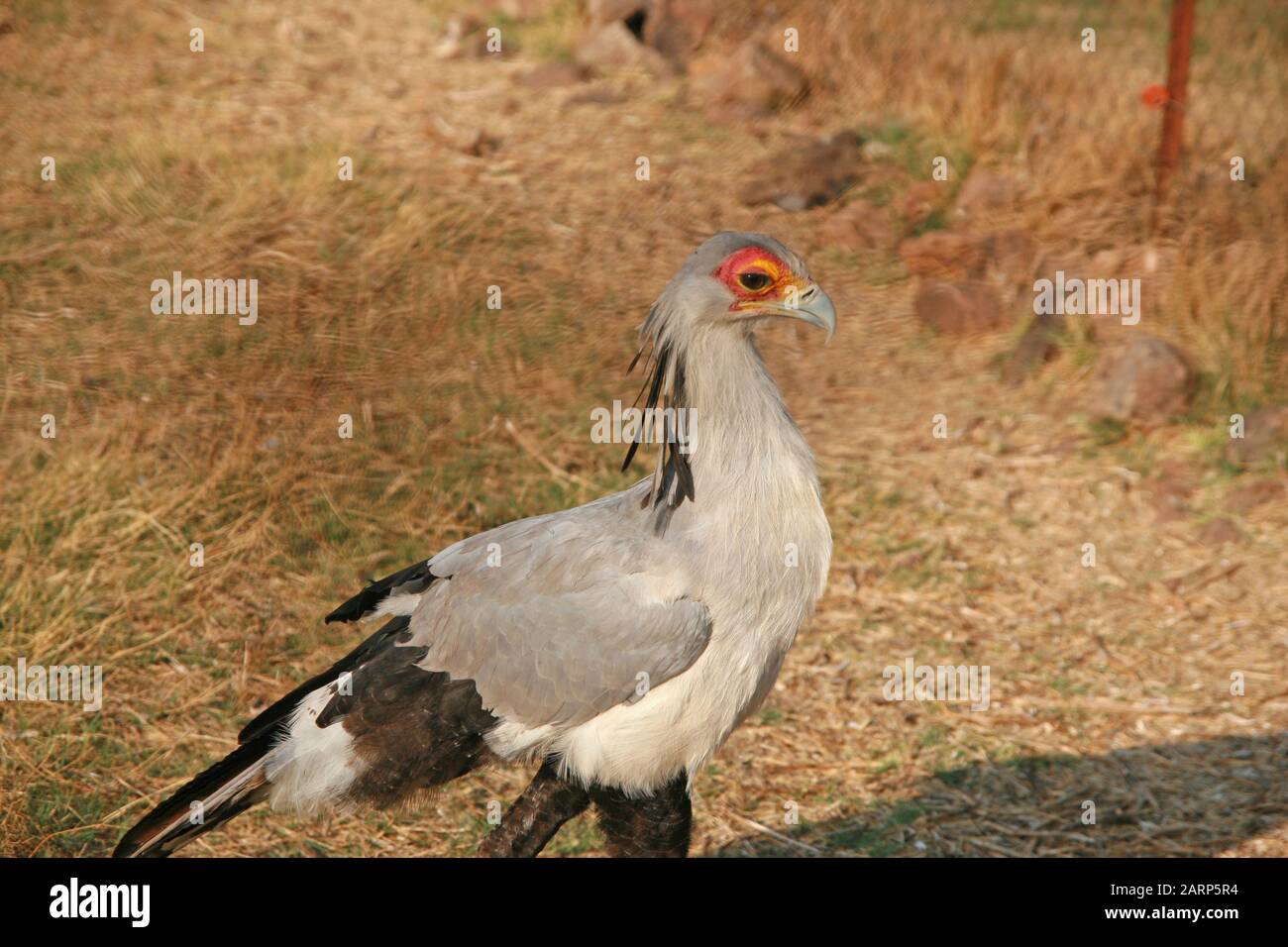 Secretary bird at Lion and Rhino Park Nature Reserve, Kromdraai, Krugersdorp, West Rand, Gauteng Province, South Africa. Stock Photo