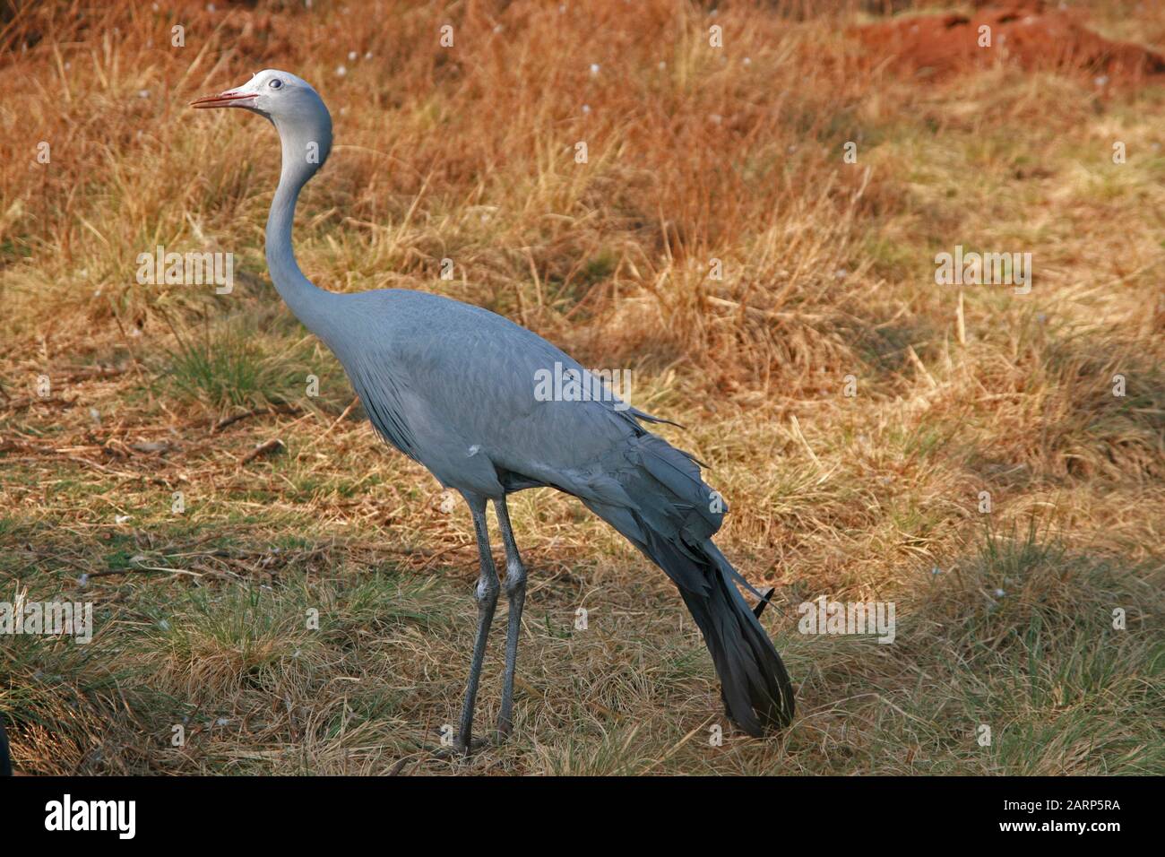Blue crane at Lion and Rhino Park Nature Reserve, Kromdraai, Krugersdorp, West Rand, Gauteng Province, South Africa. Stock Photo