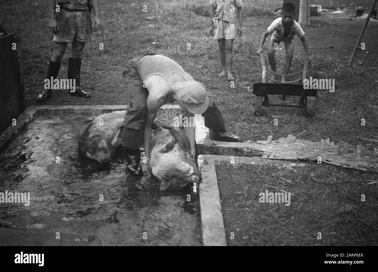 Slaughterhouse Black and White Stock Photos & Images Alamy