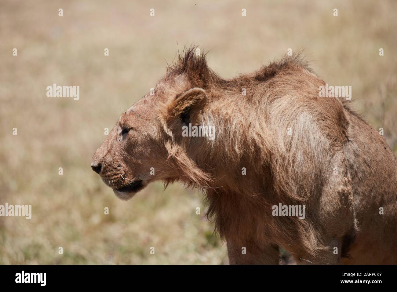 Close up of young lion, Ngorongoro park Stock Photo