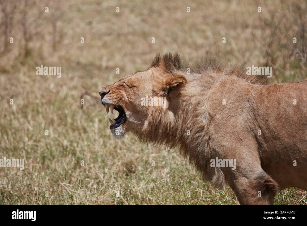 Close up of young lion, Ngorongoro park Stock Photo