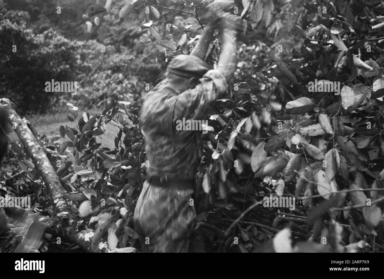 Loeboek Pakem en Baoengan  [a patrol stumbles upon a chopped tree as a roadblock} Date: 29 July 1948 Location: Indonesia, Dutch East Indies, Sumatra Stock Photo