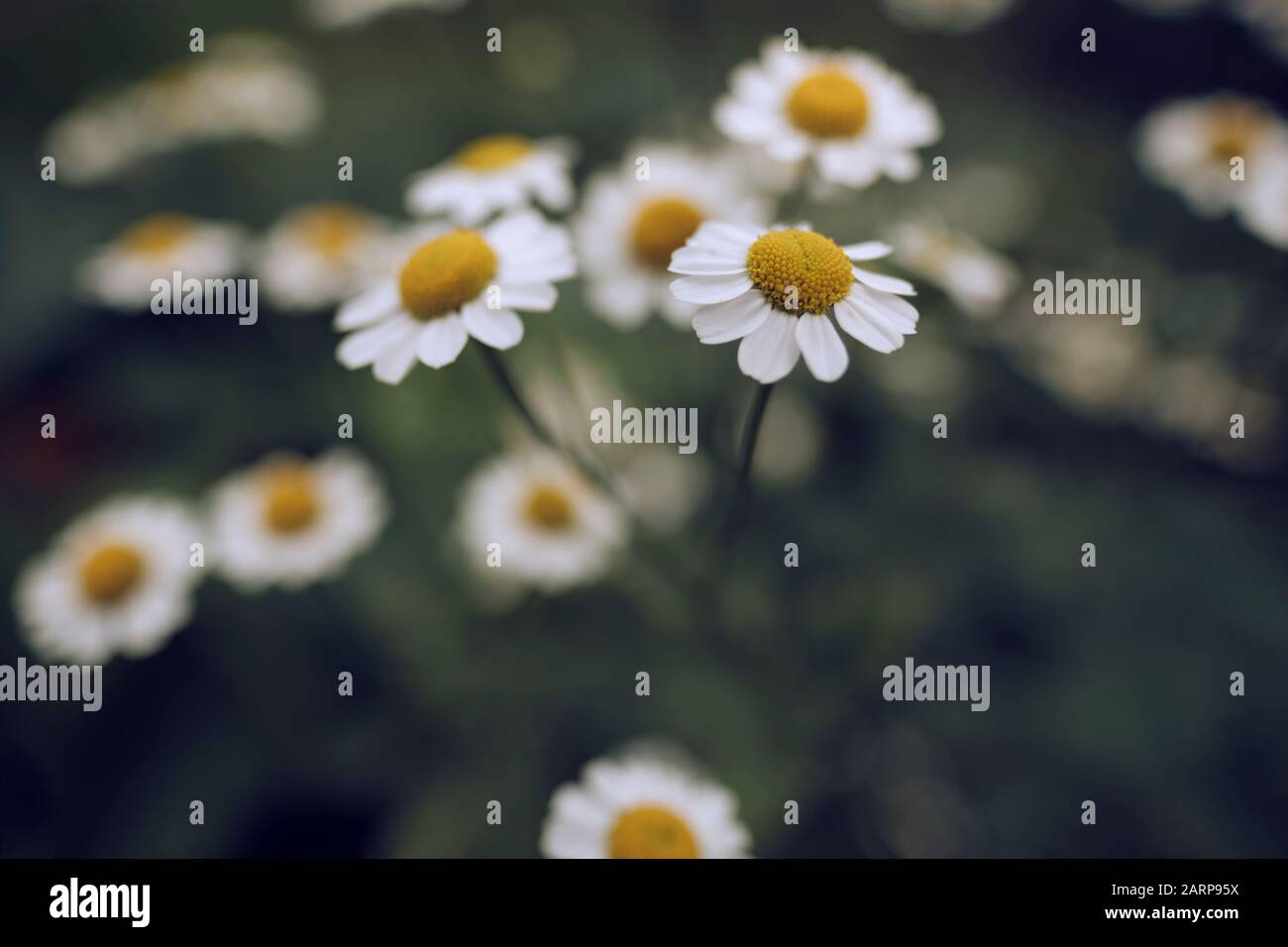 dreamy meadow daisies with a vintage film look Stock Photo