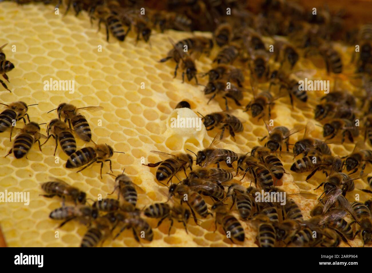 Bees at work Stock Photo