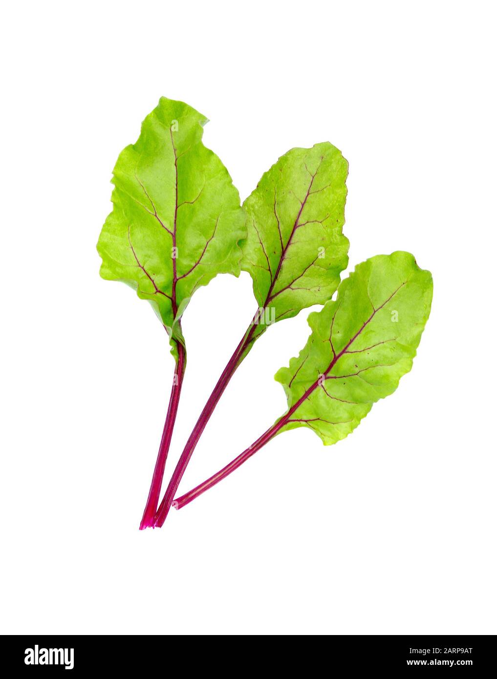 Plant beet hires stock photography and images Alamy