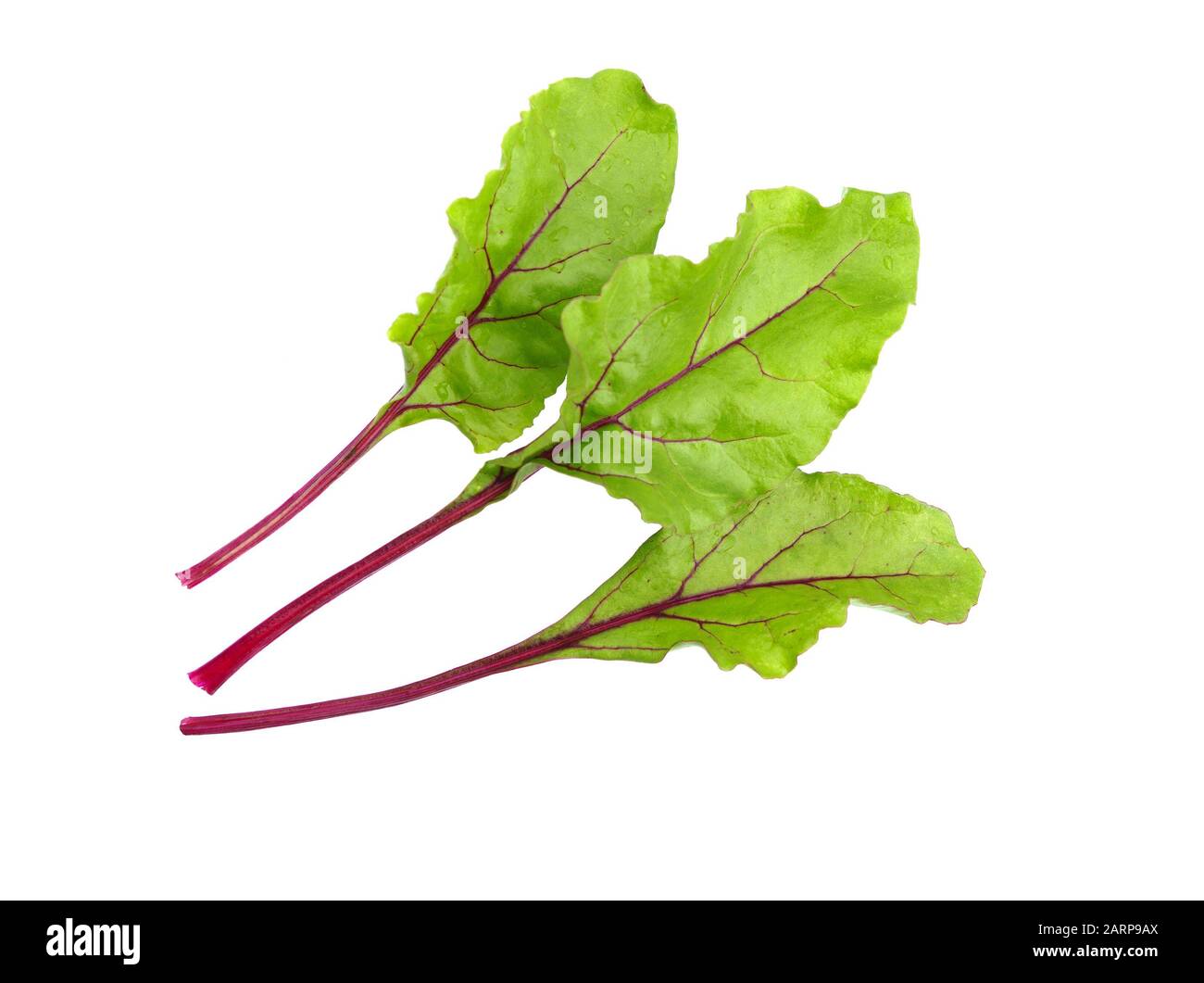 Beet leaves. Beetroot leaves, fresh beet leaf isolated on white