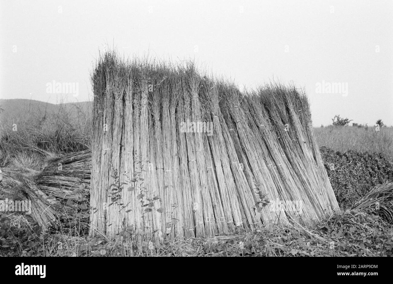 Wetland reed beds Black and White Stock Photos & Images - Alamy
