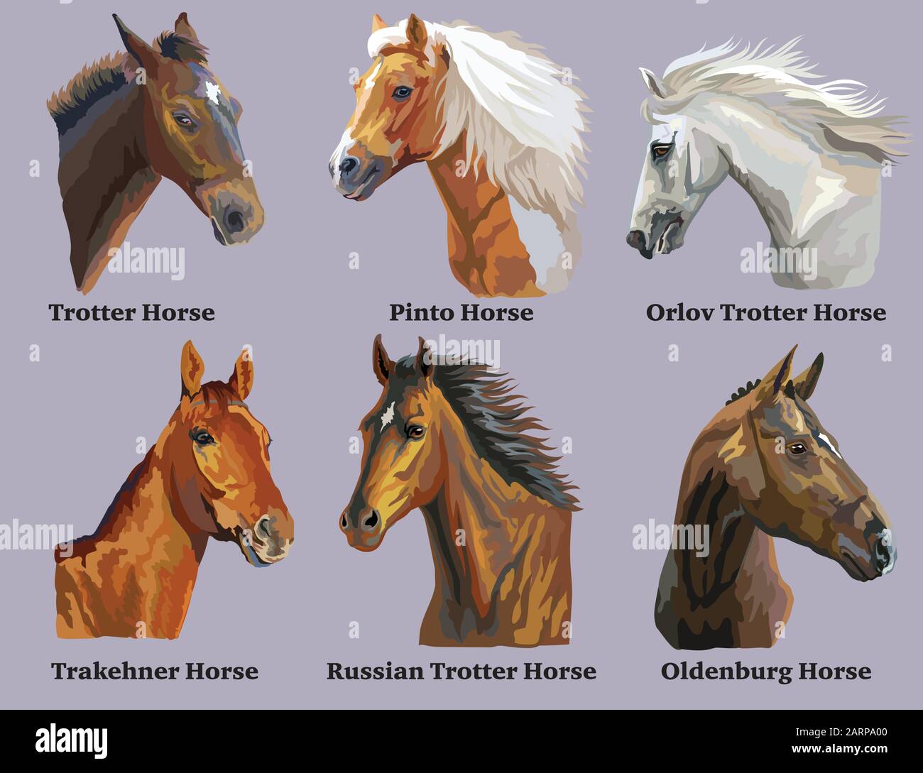 Set of realistic portraits of horses breeds (Russian Trotter Horse; Welsh Pony; Oldenburg horse; Pinto Horse; Orlov Trotter horse) isolated on purple Stock Vector