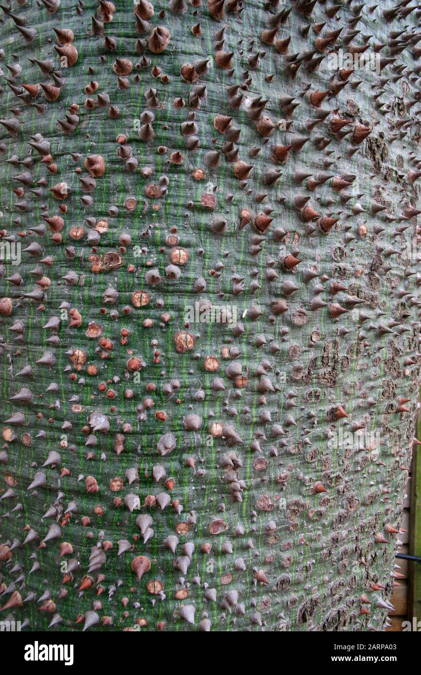 Close up of thorny trunk of silk floss tree or kapok tree in garden