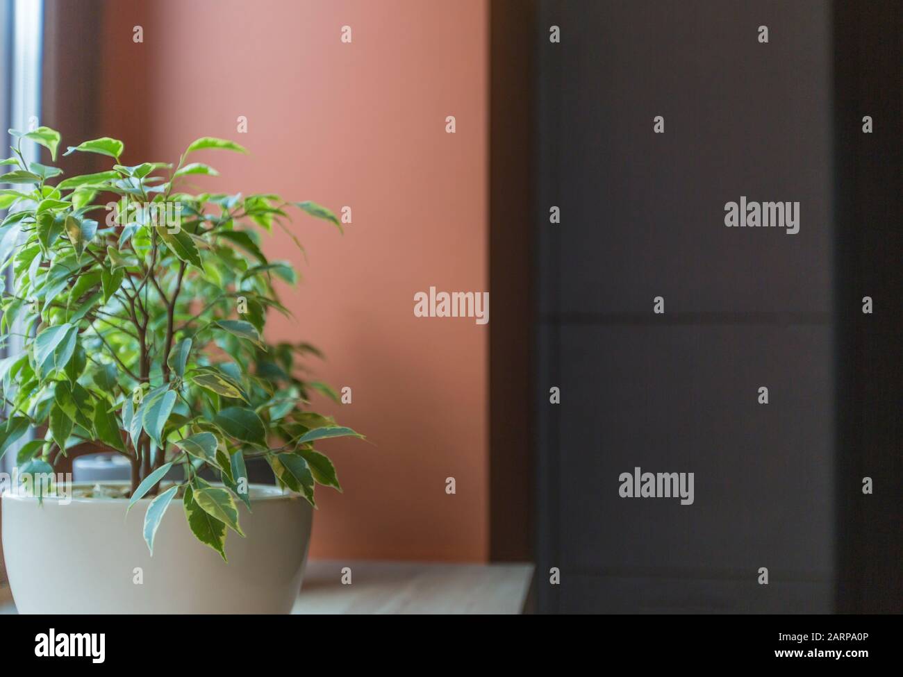 Cafe Interior With Eco Green Living Plant In Pot On Windowsill