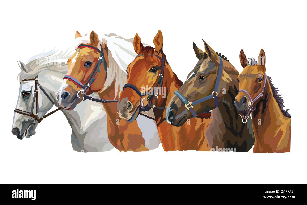 Set of colorful vector realistic portraits of horses breeds looking in profile. Group of horses in bridle isolated on white background. Vector colorfu Stock Vector