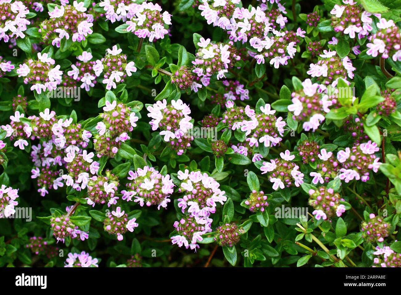 The Picture Shows Blossoming Thyme In The Garden Stock Photo