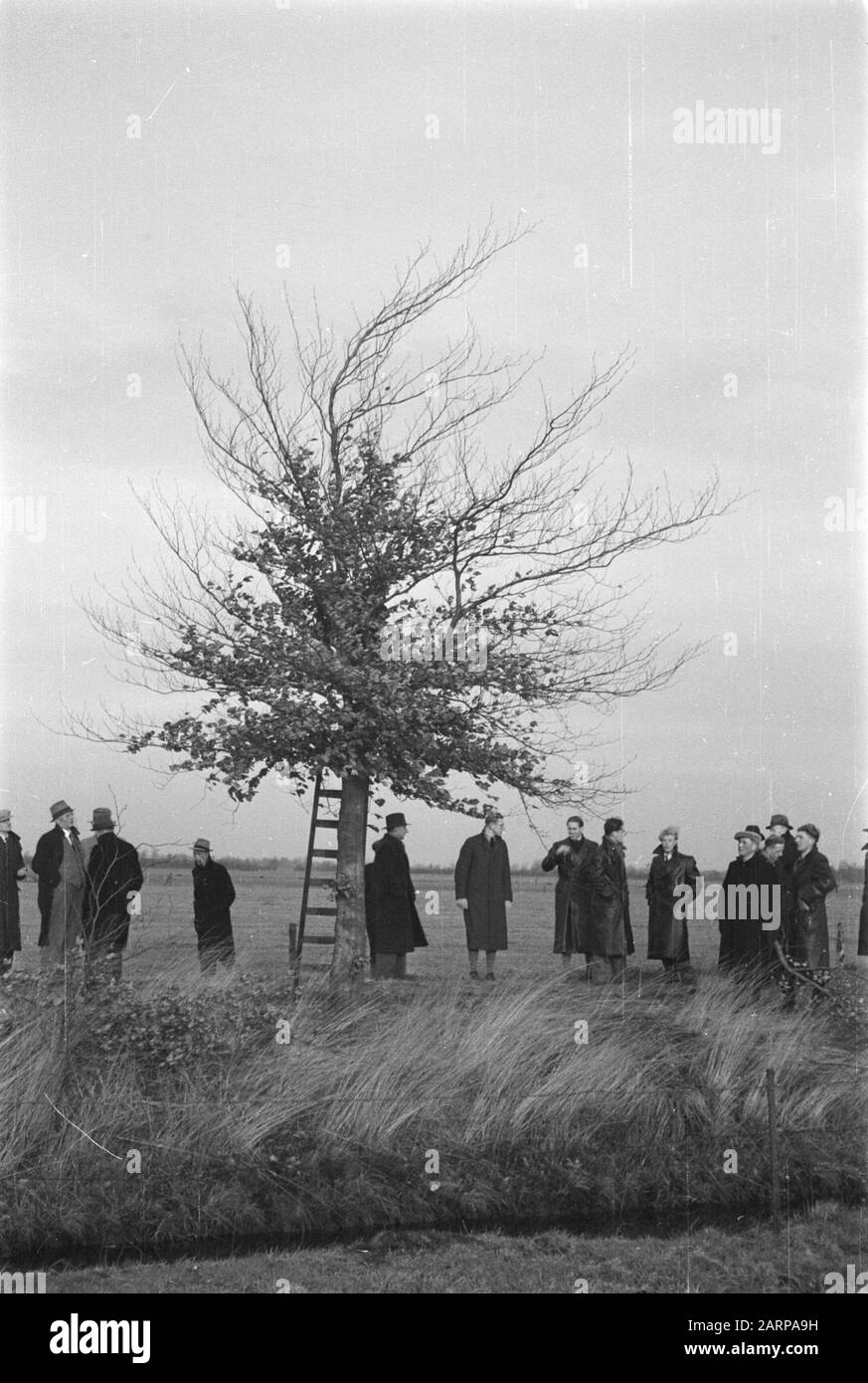 pruning, workers, ladders Date: undated Keywords: workers, ladders, pruning Stock Photo