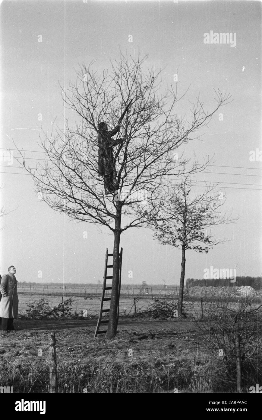 pruning, workers, ladders Date: undated Keywords: workers, ladders, pruning Stock Photo