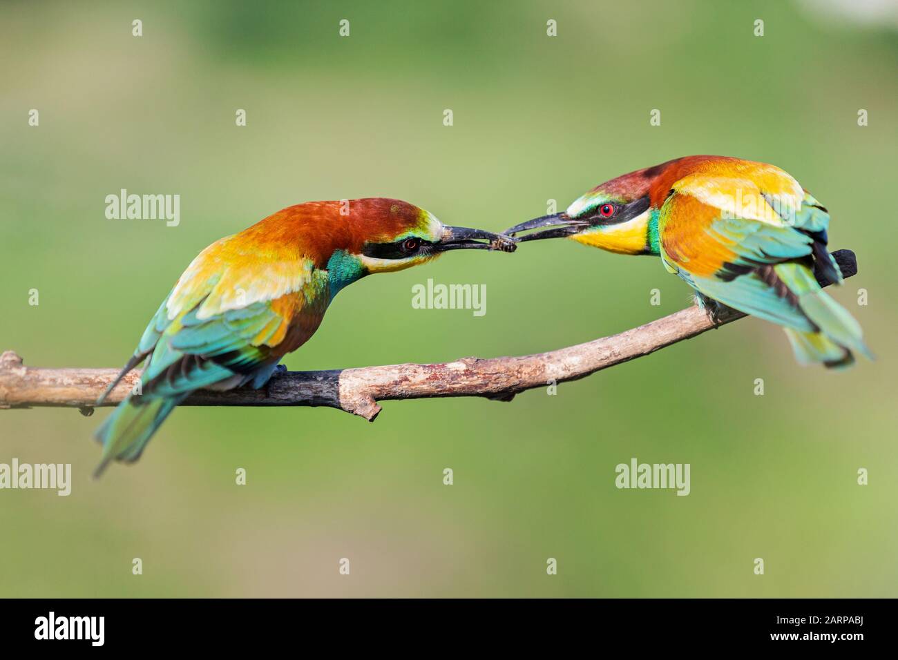 Birds of Paradise [Dominaria Remastered]