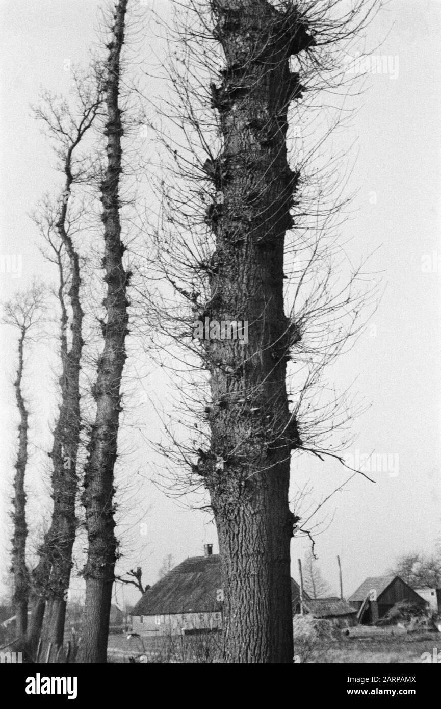 worthless strains Date: undated Location: Raalte Keywords: tree trunks, pruning Stock Photo