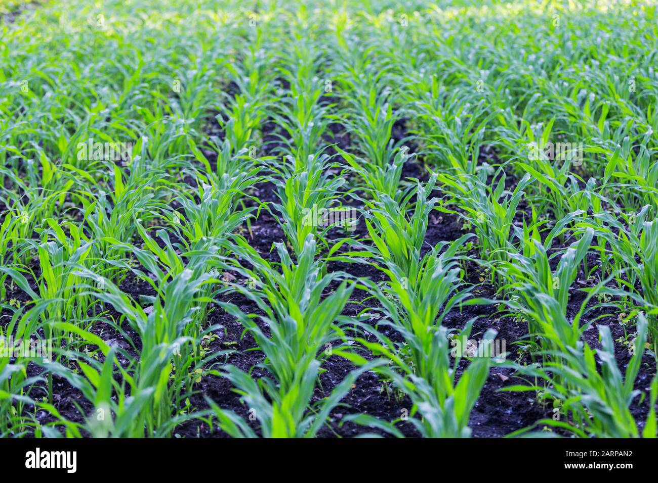 green and juicy corn shoots Stock Photo