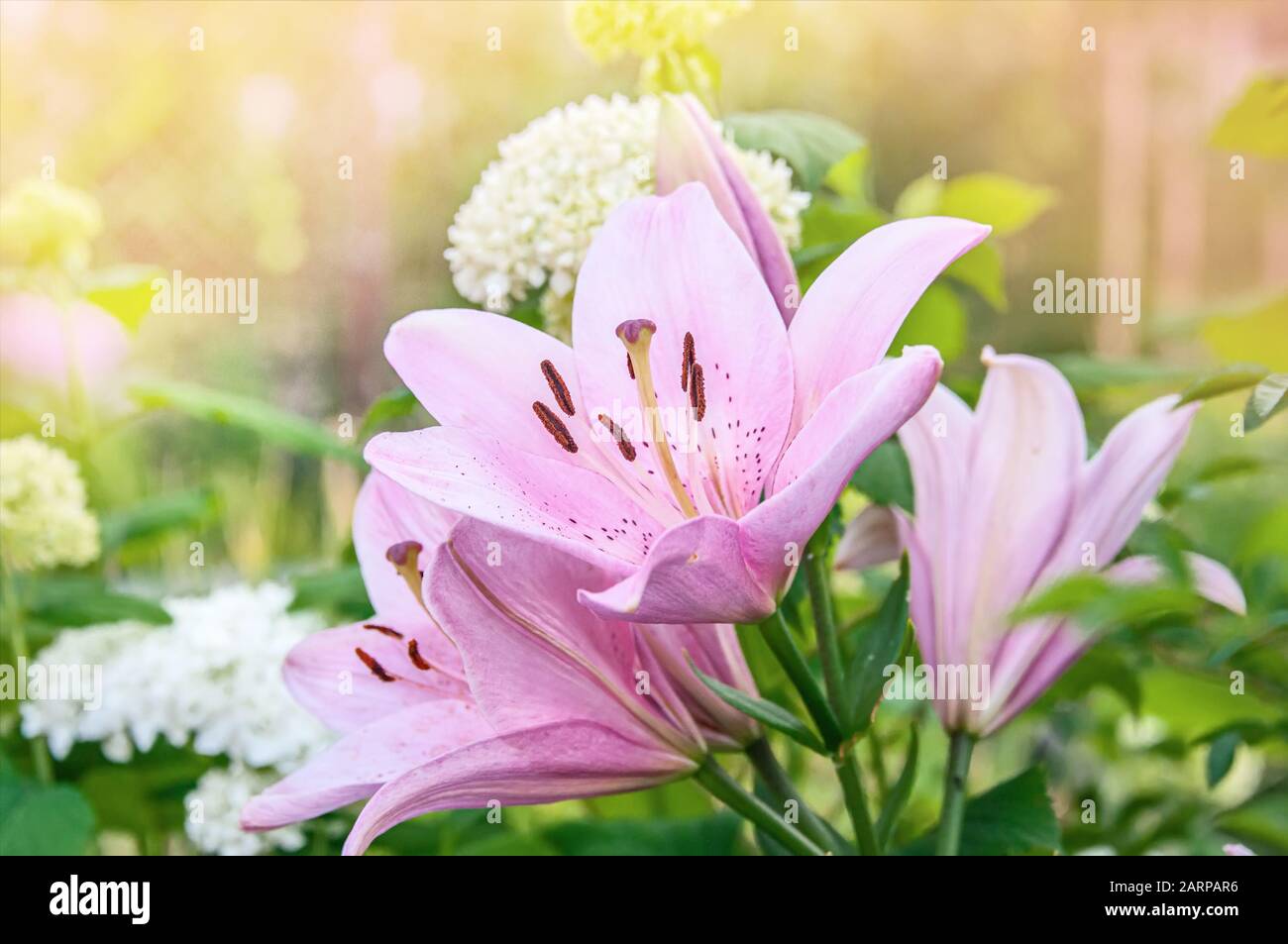 Beautiful pink lilies in the garden on a Sunny spring day on a green background. Close up. Stock Photo