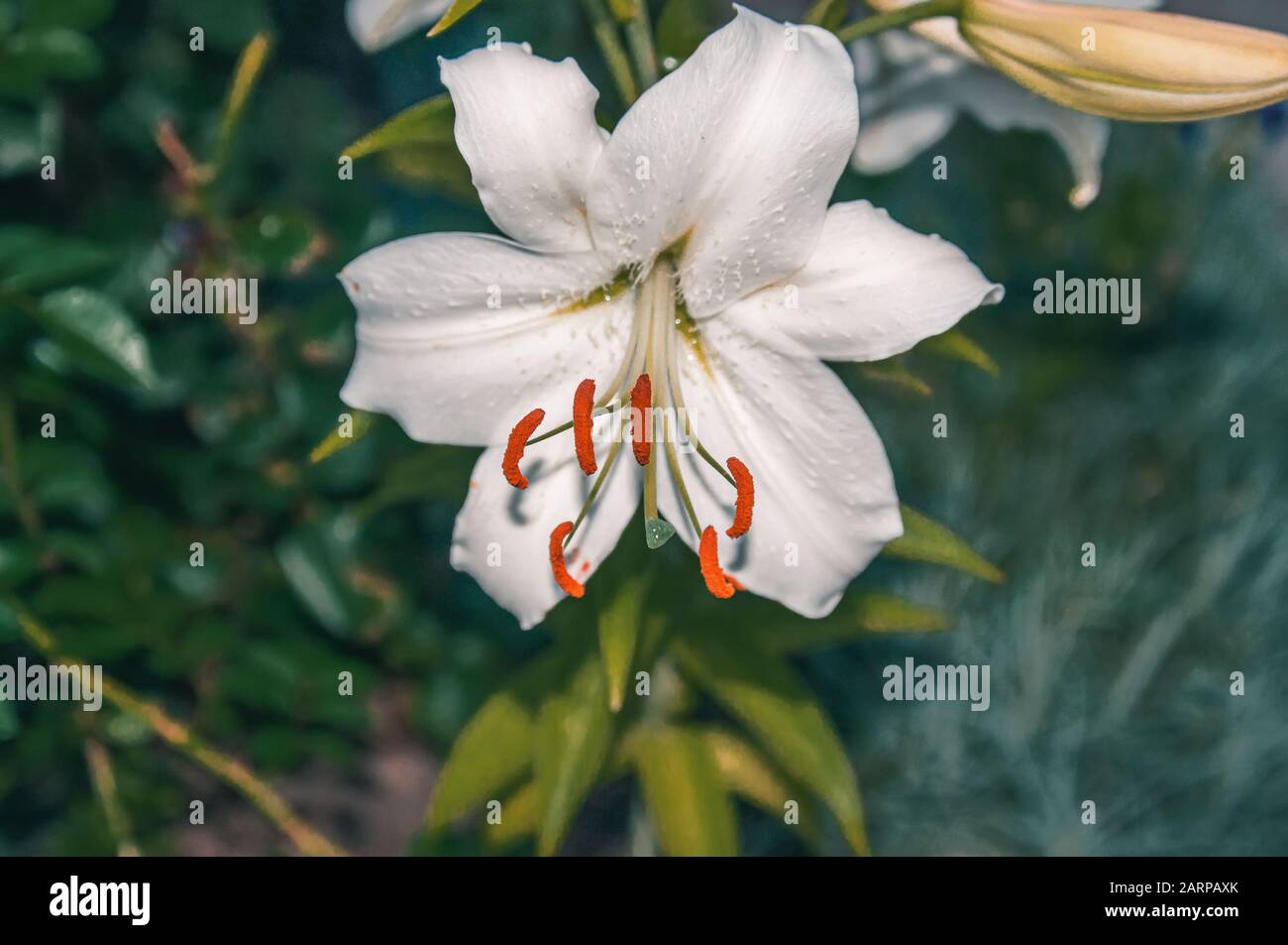 Beautiful white lilies in the garden on a Sunny spring day on a green background. Close up. Stock Photo