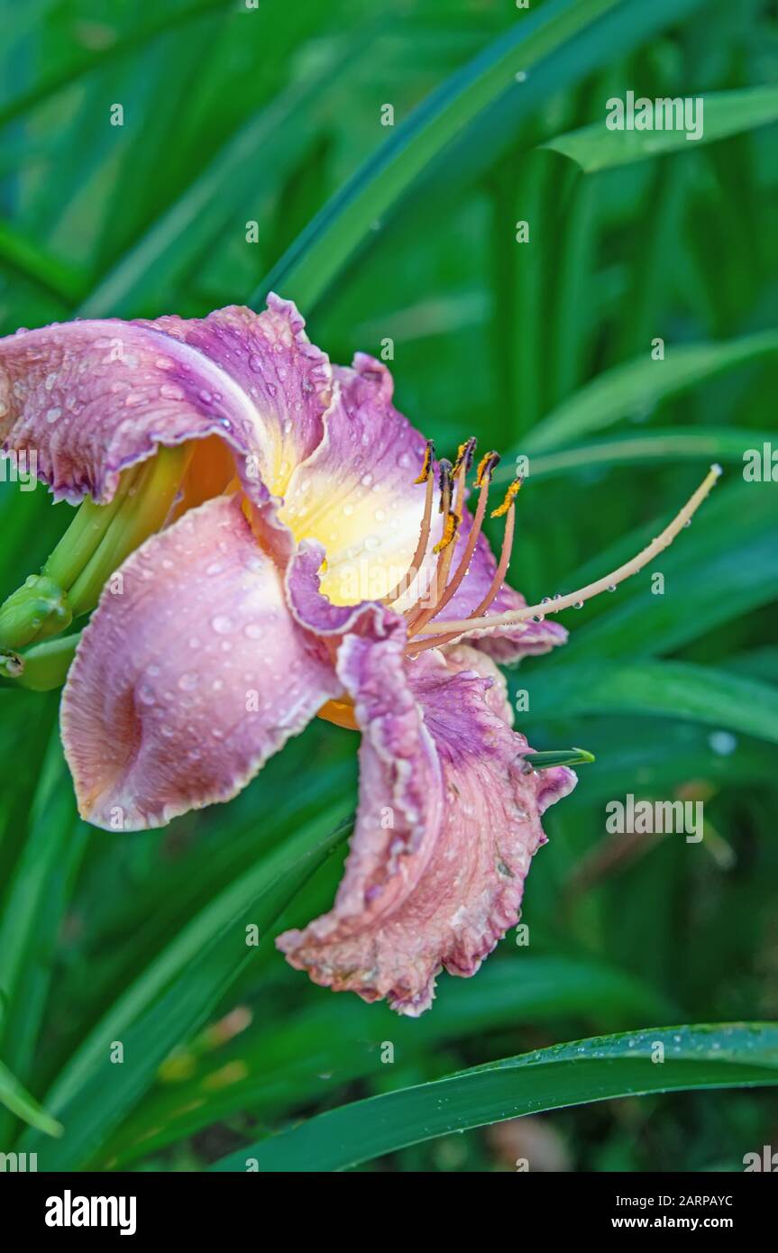 Beautiful pink lilies in the garden on a Sunny spring day on a green background. Close up. Stock Photo
