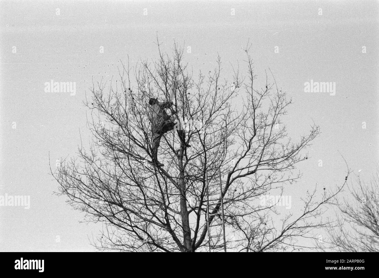 pruning, workers, double tops Date: undated Keywords: workers, double tops, pruning Stock Photo