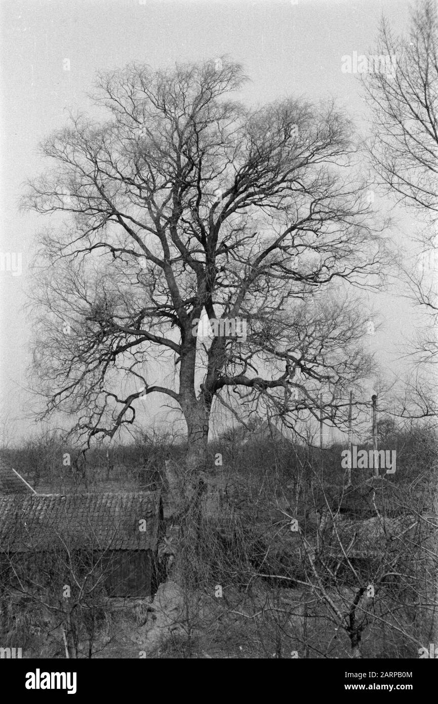 various deciduous trees, Voorsterdijk, salix alba var. vitellina Date: undated Keywords: various deciduous trees Personal name: Voorsterdijk, salix alba var. vitellina Stock Photo