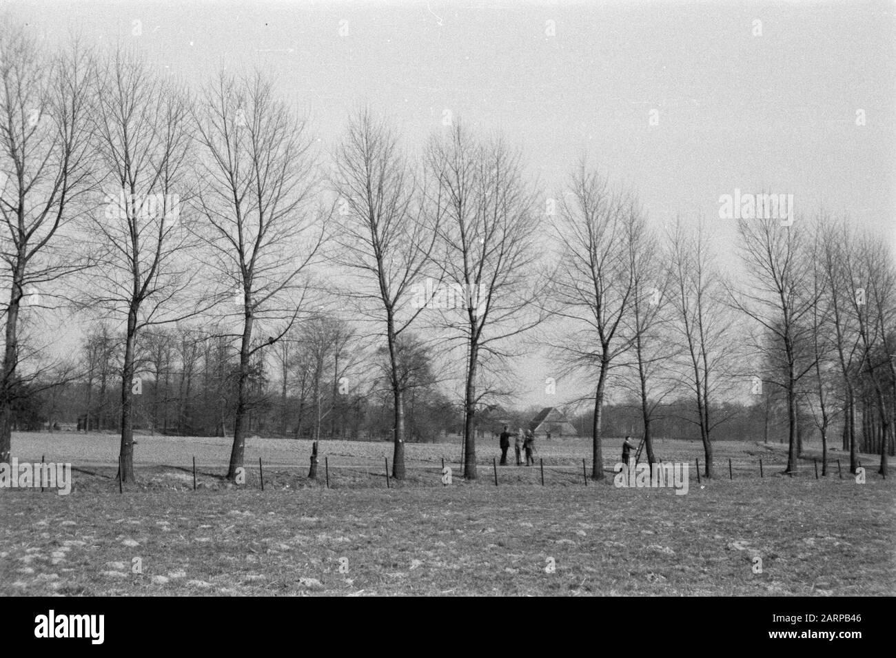 pruning, workers, various deciduous trees Date undated Keywords